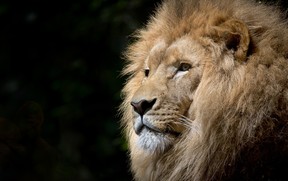 pexels-pixabay-33045