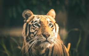 pexels-sawibakar-1642070